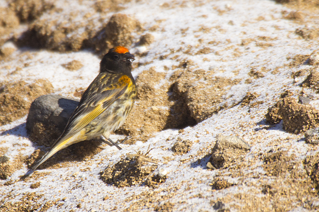 Fire-fronted Serin